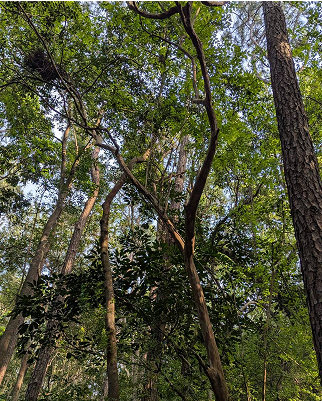 九芎 Lagerstroemia subcostata